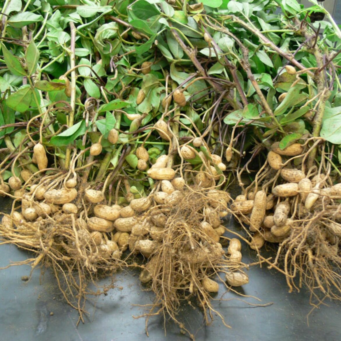 Ground nut price increased, News Inside