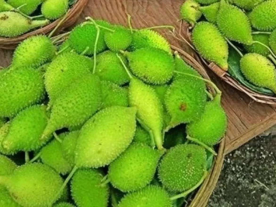 Benefits of spiny gourd, News Inside