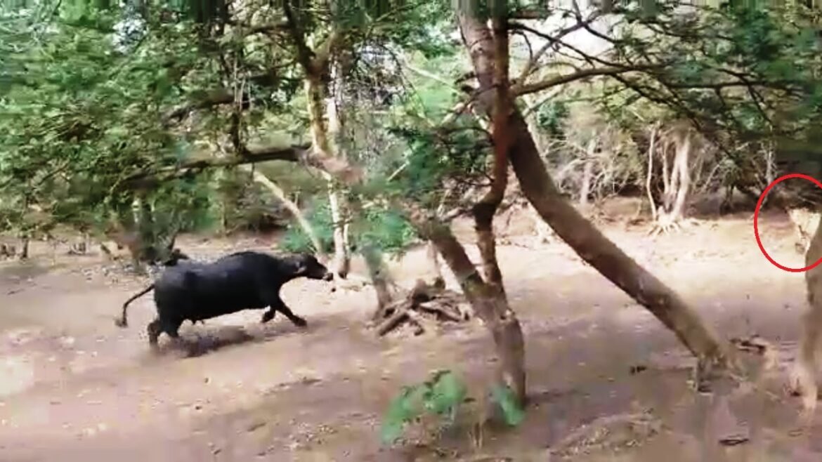 Buffalo fight with Lion in Gir forest, News Inside