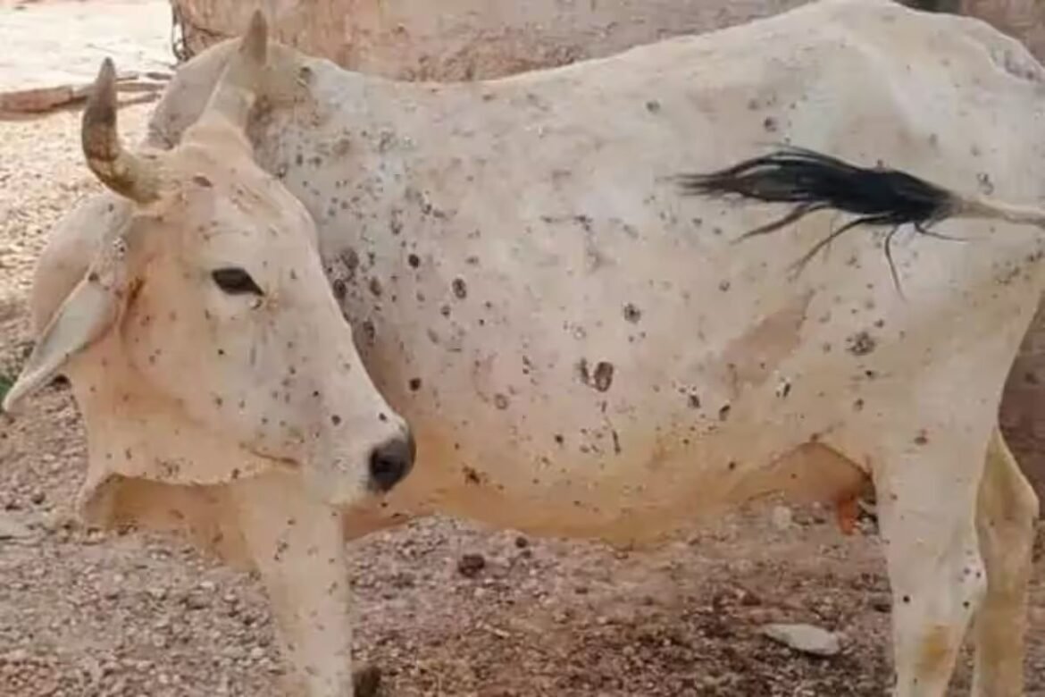 lumpy virus in cattle, News Inside