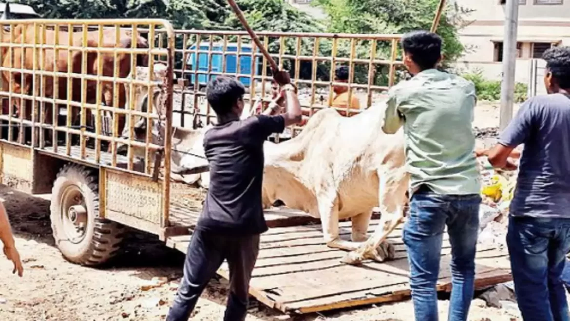 Cattle Nuisance Control Department of Ahmedabad, News Inside